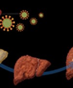 © science source/monica schroeder/diomedia.com